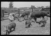 [Untitled photo, possibly related to: Jorena Pettway with some of the Gees Bend livestock, Alabama]. Sourced from the Library of Congress.