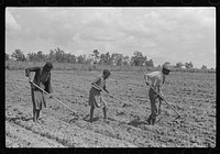 Fanny Lowe's family chopping cotton on Flint River Farms, Georgia by Marion Post Wolcott