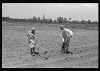Fanny Lowe's children chopping cotton on Flint River Farms, Georgia. Sourced from the Library of Congress.