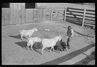 [Untitled photo, possibly related to: Manuel McLandon with some of his livestock, Flint River Farms, Georgia]. Sourced from the Library of Congress.