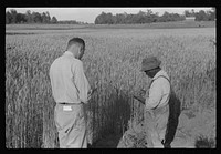 Project manager, Amos Ward, with one of FSA (Farm Security Administration) borrowers, Simon Joiner, examining wheat which is grown on every farm for subsistence purposes to see when it will be ripe enough to harvest. Flint River Farms, Georgia. Sourced from the Library of Congress.