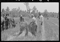 [Untitled photo, possibly related to: Lenny Smith's oats being harvested with neighbor's binder, both project families. A.M. Fields, farm supervisor, is helping and directing the work. Flint River Farms, Georgia]. Sourced from the Library of Congress.