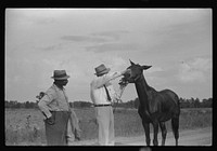 [Untitled photo, possibly related to: FSA (Farm Security Administration) supervisor inspecting rehabilitation borrower's mule, Greene County, Georgia]. Sourced from the Library of Congress.