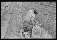 Migratory labor digging potatoes, season very bad, market poor, left potatoes in ground as long as possible, hoping for rise in prices. Often not worth digging, left to rot in ground. Near Homestead, Florida. Sourced from the Library of Congress.
