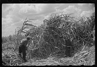 [Untitled photo, possibly related to: Harvesting sugarcane, United States Sugar Corporation, Clewiston, Florida]. Sourced from the Library of Congress.