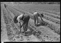 Strawberry pickers near Lakeland, Florida (see general captions no. 3 and no. 4). Sourced from the Library of Congress.