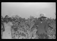 [Untitled photo, possibly related to: Pauline Clyburn's children, rehabilitation borrowers, coming out of field, Manning, Clarendon County, South Carolina]. Sourced from the Library of Congress.