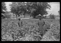 Children of Frederick Oliver, tenant purchase borrower, picking squares in cotton field. Summerton, South Carolina. Sourced from the Library of Congress.