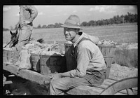 Mr. Foushee's neighbor who was helping them pick up and load wagon of sweet potatoes. He received a small share.  On highway No. 144 near intersection with highway No. 14. Orange County, North Carolina. Sourced from the Library of Congress.