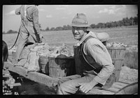 [Untitled photo, possibly related to: Mr. Foushee's neighbor who was helping them pick up and load wagon of sweet potatoes. He received a small share.  On highway No. 144 near intersection with highway No. 14. Orange County, North Carolina]. Sourced from the Library of Congress.