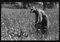  sharecropper, Will Cole, picking cotton. The owner is Mrs. Rigsby, a white woman. About five miles below Chapel Hill, going south on highway toward Bynum in Chatham County, North Carolina. Sourced from the Library of Congress.