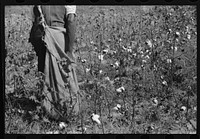 Sharecropper picking cotton on farm. About five miles below Chapel Hill going south on highway toward Bynum in Chatham County, North Carolina by Marion Post Wolcott