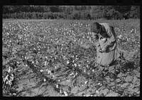 [Untitled photo, possibly related to: J.A. Johnson and family, Statesville, North Carolina, Route No. 3, picking cotton. He is a sharecropper, works about ten acres, receives half the cotton, must pay for half the fertilizer. Landlord furnishes stock and tools]. Sourced from the Library of Congress.