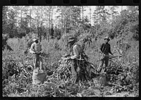 [Untitled photo, possibly related to:  sharecropper and two wagehands shucking corn for the landlord, a white woman. On road to Cedar Grove, west of highway No. 14, Orange County, North Carolina]. Sourced from the Library of Congress.