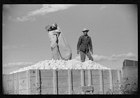 Mexicans, seasonal labor, contracted for by planters, emptying bags of cotton on Knowlton Plantation, Perthshire, Mississippi Delta, Mississippi. Sourced from the Library of Congress.