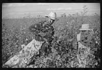 Mexicans, seasonal labor, contracted for by planters, emptying bags of cotton on Knowlton Plantation, Perthshire, Mississippi Delta, Mississippi. Sourced from the Library of Congress.