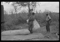 Weighing and picking operations on Nugent cotton plantation, Benoit, Mississippi Delta, Mississippi. The pickers are hired day laborers from Greenville, and receive seventy-five cents per one hundred pounds. Sourced from the Library of Congress.