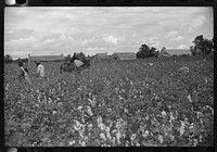 "Riders" bring in the sacks of cotton on mule's back from the field to the wagon where it is unloaded and weighed. This is day labor brought in from Greenville, and the pickers receive seventy-five cents per one hundred pounds, on Nugent Plantation, Benoit, Mississippi Delta, Mississippi. Sourced from the Library of Congress.