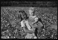 [Untitled photo, possibly related to: J.A. Johnson and family, Statesville, North Carolina, Route No. 3, picking cotton. He is a sharecropper, works about ten acres, receives half the cotton, must pay for half the fertilizer. Landlord furnishes stock and tools]. Sourced from the Library of Congress.