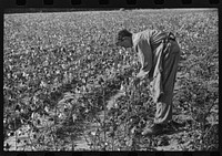 Statesville, North Carolina. The oldest son of J.A. Johnson picking cotton. Sourced from the Library of Congress.