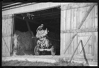 [Untitled photo, possibly related to: Mennonite farmer putting tobacco into his barn, near Lancaster, Pennsylvania]. Sourced from the Library of Congress.