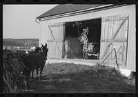 Mennonite farmer putting tobacco into his barn, near Lancaster, Pennsylvania. Sourced from the Library of Congress.