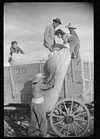 [Untitled photo, possibly related to: Mexican laborers on wagonload of cotton in field on Knowlton Plantation, Perthshire, Mississippi Delta, Mississippi]. Sourced from the Library of Congress.
