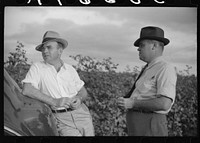 Mr. Sam Knowlton and one of his assistants, talking together in cotton field on Knowlton Plantation, Perthshire, Mississippi Delta, Mississippi. Sourced from the Library of Congress.