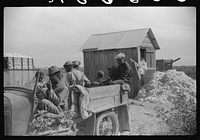 [Untitled photo, possibly related to: Day laborers come in cars and trucks to pick cotton on Marcella Plantation, Mileston, Mississippi Delta, Mississippi]. Sourced from the Library of Congress.