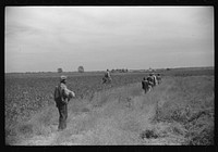 [Untitled photo, possibly related to: Day laborers coming out of cotton field, Mileston Plantation, Mileston, Mississippi Delta. Mississippi]. Sourced from the Library of Congress.