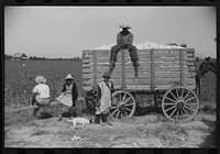 Cotton pickers waiting to have their cotton checked, Marcella Plantation, Mississippi Delta, Mississippi. Sourced from the Library of Congress.