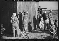 Day laborers by cotton house after picking cotton on Marcella Plantation, Mileston, Mississippi Delta, Mississippi. Sourced from the Library of Congress.