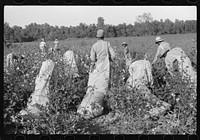 [Untitled photo, possibly related to: Day laborers picking cotton on Marcella Plantation, Mileston, Mississippi Delta, Mississippi]. Sourced from the Library of Congress.