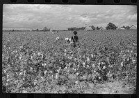 Picking cotton, Nugent Plantation, Benoit, Mississippi Delta, Mississippi. Sourced from the Library of Congress.