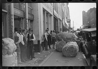 Cotton "snakes," waste cotton picked from floors of sampling and classing rooms in brokers' offices on Cotton Row, Front Street, Memphis, Tennessee. Sourced from the Library of Congress.
