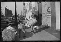 [Untitled photo, possibly related to: Cotton "snake," waste cotton on sidewalk, and cotton samples being carried to sampling and classing rooms in broker's office on Cotton Row, Front Street, Memphis, Tennessee]. Sourced from the Library of Congress.