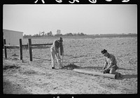 [Untitled photo, possibly related to: Farmer on FSA (Farm Security Administration) project, Sunflower Plantation, Merigold, Mississippi Delta. Picking up pecan nuts in project grove, project families are going to sell them. Mississippi]. Sourced from the Library of Congress.