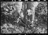 [Untitled photo, possibly related to: Picking cotton on plantation outside Clarksdale, Mississippi Delta, Mississippi]. Sourced from the Library of Congress.