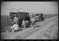Mexican seasonal laborers resting during noon hour after picking cotton on Hopson Plantation, Clarksdale, Mississippi. Sourced from the Library of Congress.
