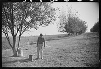 [Untitled photo, possibly related to: Farmer on FSA (Farm Security Administration) project, Sunflower Plantation, Merigold, Mississippi Delta. Picking up pecan nuts in project grove, project families are going to sell them. Mississippi]. Sourced from the Library of Congress.