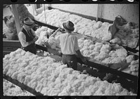 [Untitled photo, possibly related to: Sampling cotton in classing room of cotton factor's office. Memphis, Tennessee] by Marion Post Wolcott