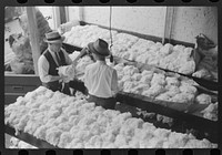 [Untitled photo, possibly related to: Sampling cotton in classing room of cotton factor's office. Memphis, Tennessee]. Sourced from the Library of Congress.