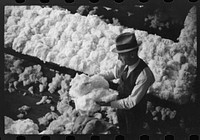 [Untitled photo, possibly related to: Sampling and classing cotton in classing rooms of cotton factor's office, Memphis, Tennessee]. Sourced from the Library of Congress.