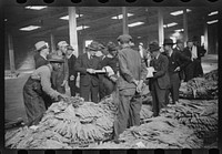 Bookmen following the sale and checking the price of the tobacco for the warehouse, Durham, North Carolina. Sourced from the Library of Congress.
