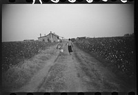 [Untitled photo, possibly related to: Wokers returning home after cotton picking, Sunflower Plantation, FSA (Farm Security Administration) project, Merigold, Mississippi] by Marion Post Wolcott