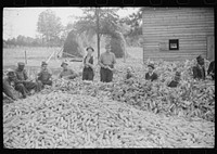 Corn shucking on farm near the Fred Wilkins place, Granville County, North Carolina. Sourced from the Library of Congress.