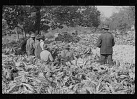 [Untitled photo, possibly related to: Corn shucking on farm near Fred Wilkins place. Granville County, North Carolina]. Sourced from the Library of Congress.