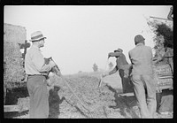 [Untitled photo, possibly related to: Baling hay on the Mary E. Jones place of about 140 acres. The sons W.E. and R.E. Jones own ninty-nine and sixty acres respectively. There are eight mules on the entire place, two cows, and this year, forty acres in tobacco--no cotton. They have owned it about forty years. It is on Route No. 91, about two miles from Wake Forest, Wake County, North Carolina]. Sourced from the Library of Congress.