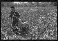 [Untitled photo, possibly related to: Tents of Mexican labor brought from Texas by contractor for the duration of cotton picking season. Hopson Plantation near Clarksdale, Mississippi Delta, Mississippi]. Sourced from the Library of Congress.