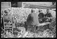 Corn shucking on Uncle Henry Garrett's place,  tenant of Mr. Fred Wilkins. White women don't go to Negro shucking to help with the cooking but whites are fed by Negro women just the same as at other shucking week previous at Mr. Fred Wilkins' home. Tally Ho, near Stem, Granville County, North Carolina. Sourced from the Library of Congress.